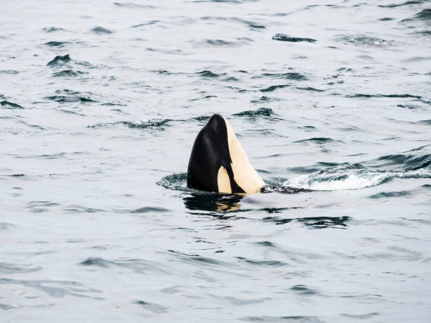 istock Killer whales in Rausu, Hokkaido 1463670620