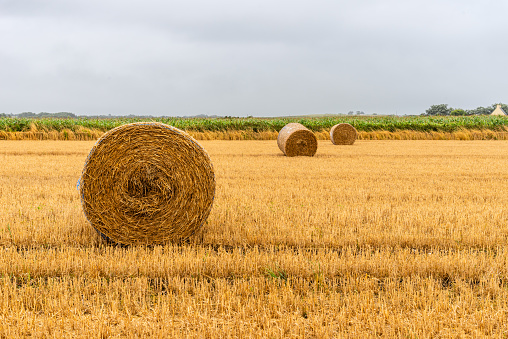 A wide shot of a wheat field on a summers day in Northumberland, England.