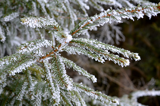 terribly cold days with frost and cloudy skies give goosebumps. birches and spruces on the edge of the forest frozen with hoarfrost of ice and snow., picea abies