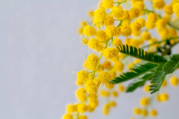 Close up blooming branch of mimosa on a gray background. Spring mimosa flowers Easter and women's days background. Close up blooming branch of mimosa on a gray background. Spring mimosa flowers Easter and women's days background. High quality photo wattle flower stock pictures, royalty-free photos & images