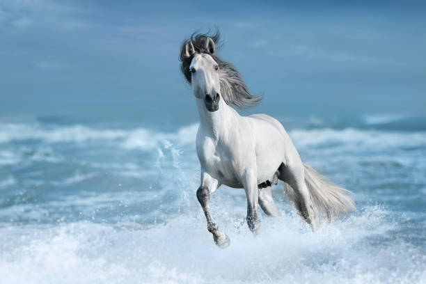 istock Horse galloping on the water with splashes 1463675557