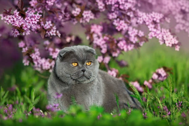istock British Shorthair cat in pink blossom tree 1463675560