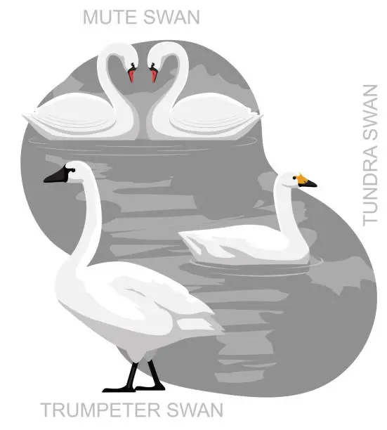 Vector illustration of Cute US Swan Set Cartoon Vector