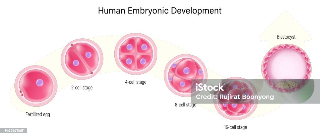 Human Development Embyogenesis Human Embryonic Development Human Embryogenesis Zygote 2cell Stage ...