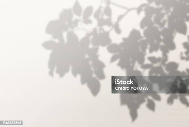 Tree Shadow Background Sharp Beautiful Tree Shadow Background Illustration Stock Illustration ...