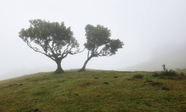 istock Madeira island - Old cedar tree in Fanal forest - Portugal 1463677184