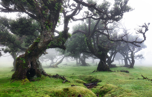 Madeira island - Old cedar tree in Fanal forest - Portugal