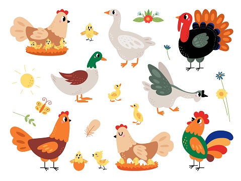 Farm cartoon birds set, walking funny chick and duck. Small chicken and ducklings, pretty hen turkey and goose. Rooster and egg nest, classy vector clipart of chicken animal and farm bird illustration