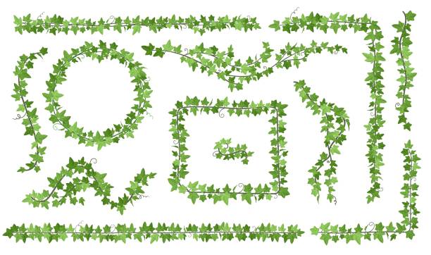 плющовые лианы. вьющиеся листья виноградные лозы на стене балкон висящая лиана, длинная виноградная лоза венок гирлянда зеленый лист угол � - ivy vine leaf frame stock illustrations