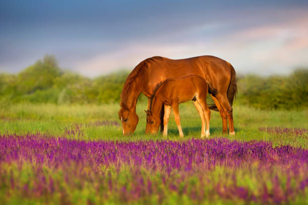 istock Mare and foal in flowers 1463684158