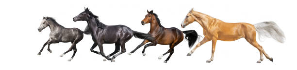 istock Horses collague fast run isolated 1463684179