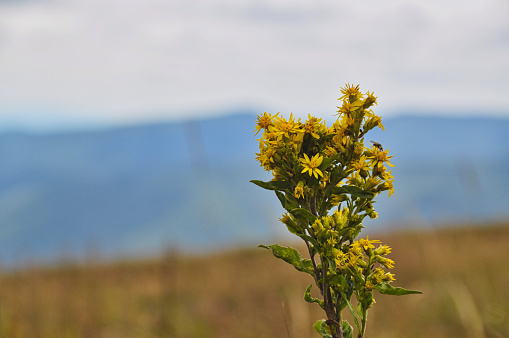 yellow bunch of goldenrod flowers in the meadow closeup beauty in nature Bieszczady mountains in background
