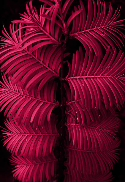 istock leaf texture tropical leaf close up water drops magenta color 1463687541