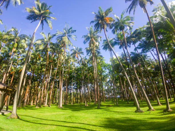 Palm trees in Anse des Cascades