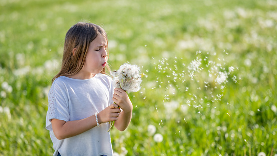 Girl blowing dandelions in summer meadow, side view. Caucasian child holding bunch of wildflowers and standing in field, medium shot
