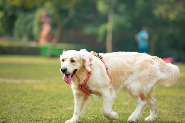 istock Dog walking at garden or park 1463691186