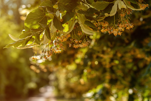 Tilia cordata, small linden tree in bloom in summer, selective focus