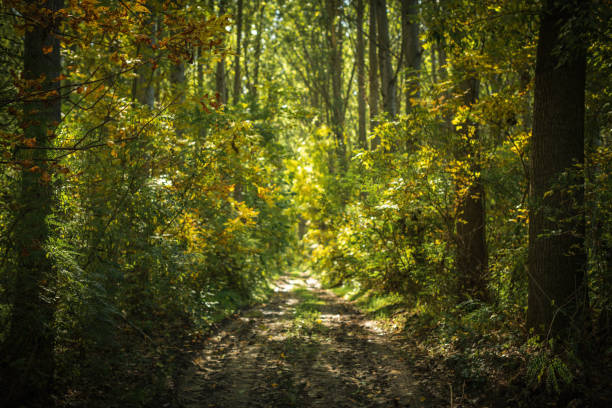 Dirt path way through poplar tree woodland in summer morning, selective focus