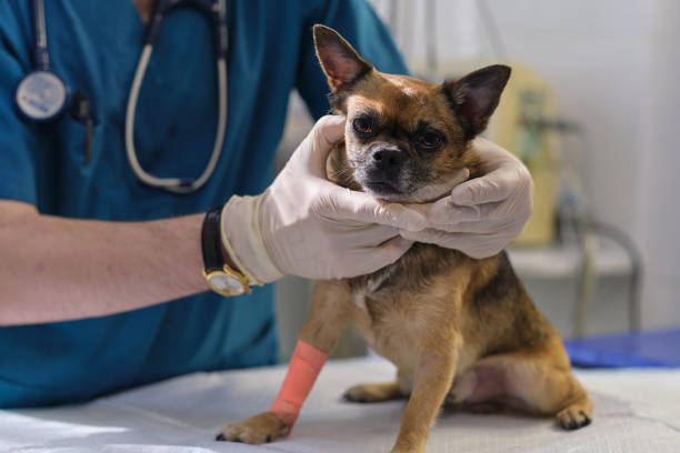 istock checking lymph nodes. Professional veterinarian palpates some lymph nodes in a canine patient. Animal clinic. Pet check up. Health care. 1463692659