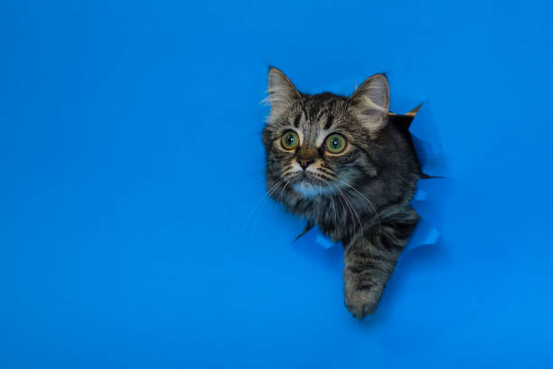 istock Funny cat looking curious through a hole. Panoramic image with copy space. Playful and funny pet, blank for advertising, poster, sale, veterinary clinic. 1463693325