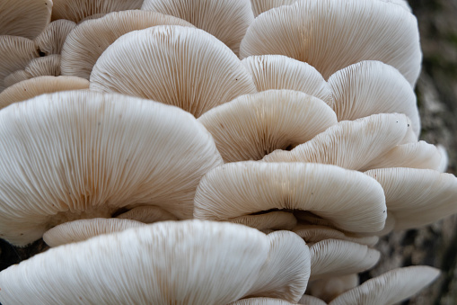 A closeup of a Pleurotus ostreatus