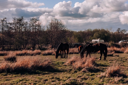 Two horses grazing in a field with trees and grass in the background