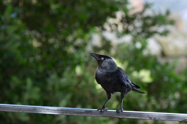 istock Western jackdaw (Coloeus monedula) perched on the wire outdoors 1463697377