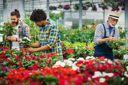 Closeup of group of botanists working at a flower greenhouse. They are taking care of potted flowers and making sure they are looking healthy and vibrant.