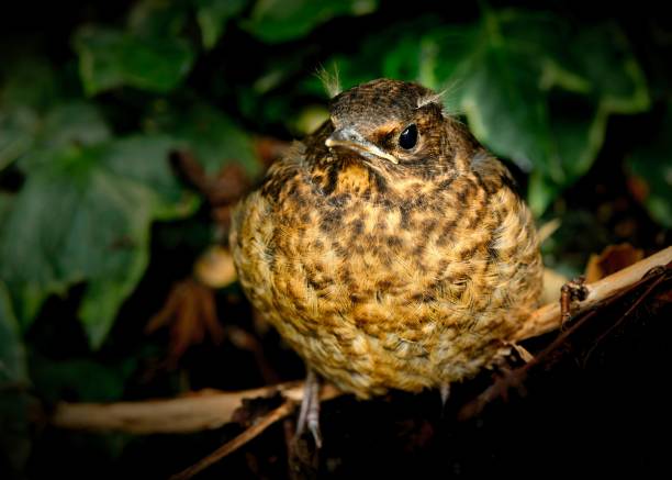 A juvenile blackbird, aged around two weeks, sits on a little branch in this cute image.