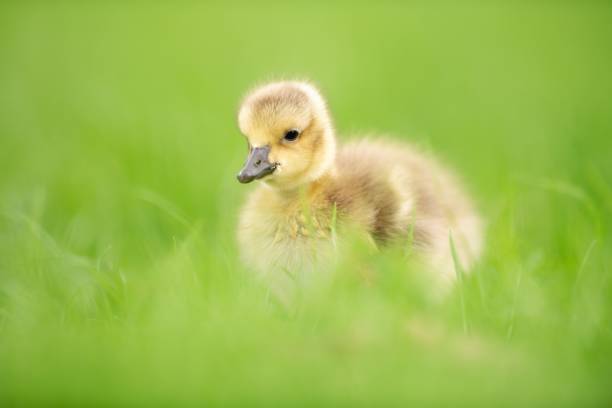 A cute, fluffy and very young Canada Gosling (baby goose) is pictured walking in grass in this close up image.