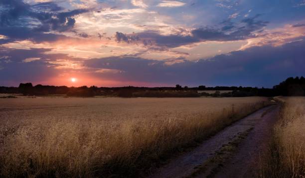 istock Sunset Over Barley Field in Rural Norfolk 1463700035