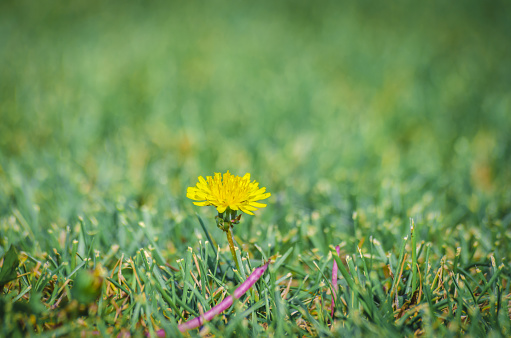 A bright yellow lonely field dandelion stands against a green abstract background. Flower in the grass.
