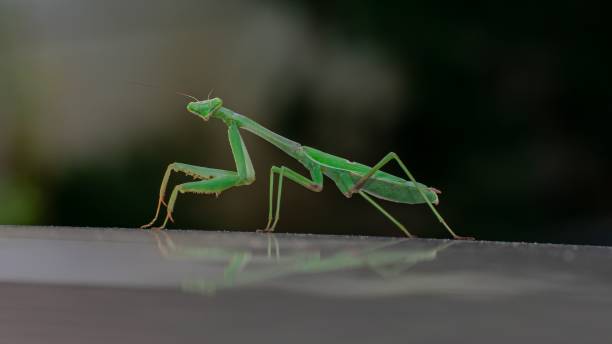 istock Beautiful closeup of Mantis 1463700729