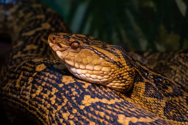 istock Closeup of a Habu (Protobothrops flavoviridis) 1463702052