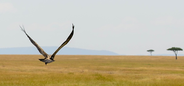 A panoramic view of a bird flying over a field