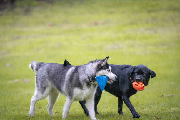 istock Husky and a black dog playfighting on a meadow 1463702138