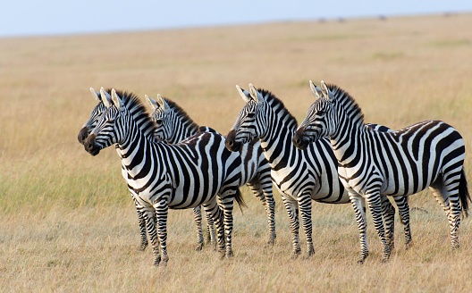 The zebras standing in the deserted field