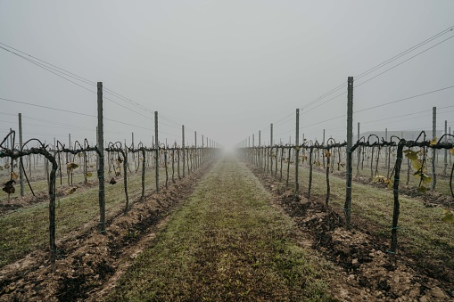 Vineyard rows in Tuscany on a cloudy day.