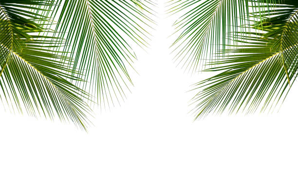 istock Coconut palm leaves isolated on white background 1463703335