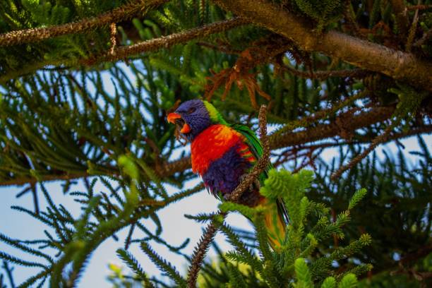 istock Low angle shot of a rainbow lorikeet perched on a tree branch 1463706665