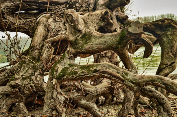 istock art of nature - special tree root with green moss at the river 1463706842