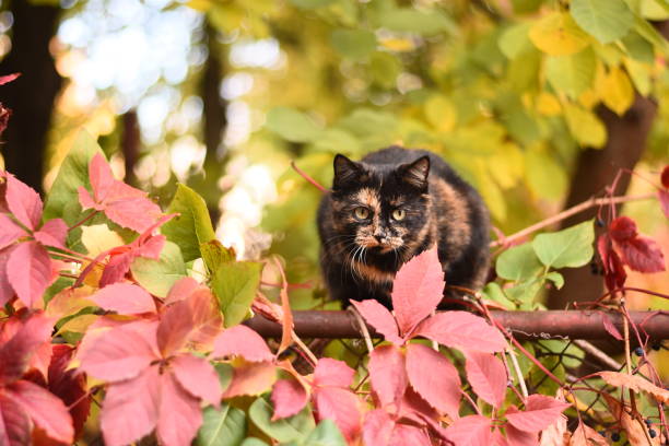 the cat is sitting in red and yellow leaves in autumn in the park.