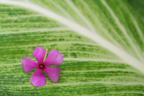 Small leaves and flowers background. Purple flowers on green leaves.