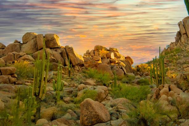 istock Orange sunset over Saguaros (Carnegiea gigantea) and the rocks 1463708195