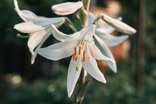 A closeup shot of blooming Madonna Lily flowers