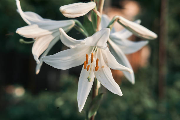 830+ White Lily Stock Photos, Pictures & Royalty-Free Images - iStock