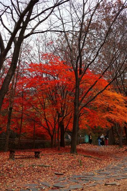 istock Bright autumn trees in a park 1463709434