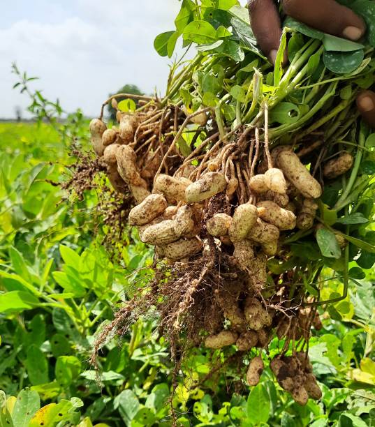 istock Man's hand holding fresh peanuts with roots in the field 1463709529