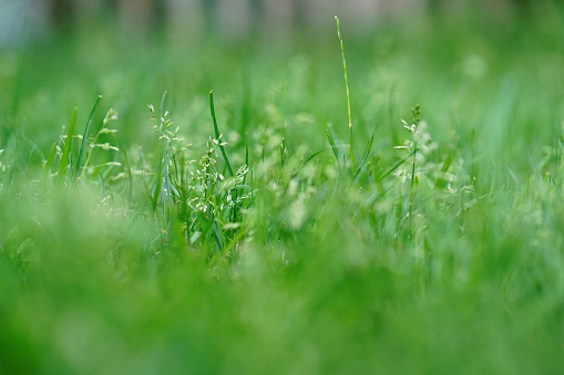 The Soft and  blurred landscape with green grassland
