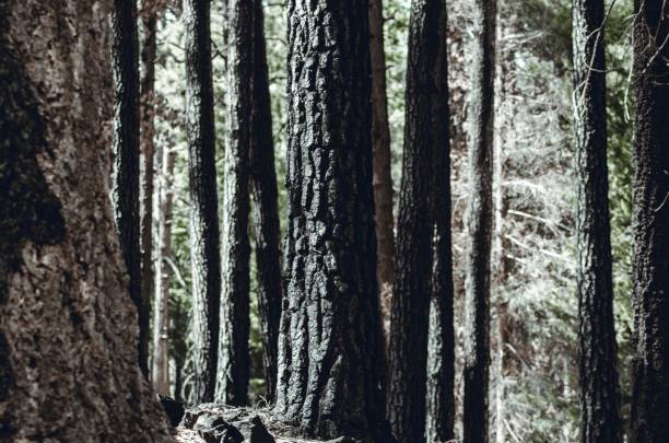 istock Selective focus shot of a trunk of a tree in a forest, cool for a background 1463710301